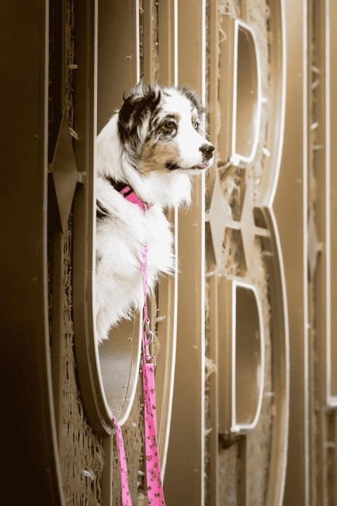 Obroża ,,Misiowasłodycz'' szer.taśmy2cm