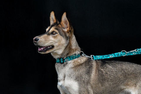 Obroża ,,Pandy'' szer.taśmy 1,5cm