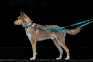 Obroża ,,Pandy'' szer.taśmy 2cm