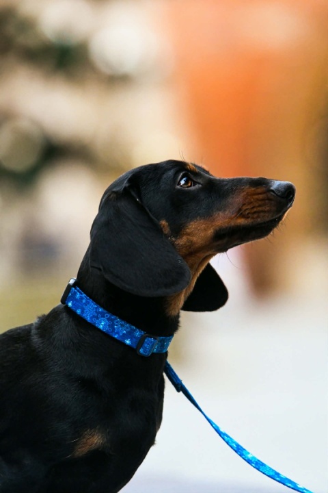Obroża ,,Śnieżynki'' szer.taśmy 2,5cm