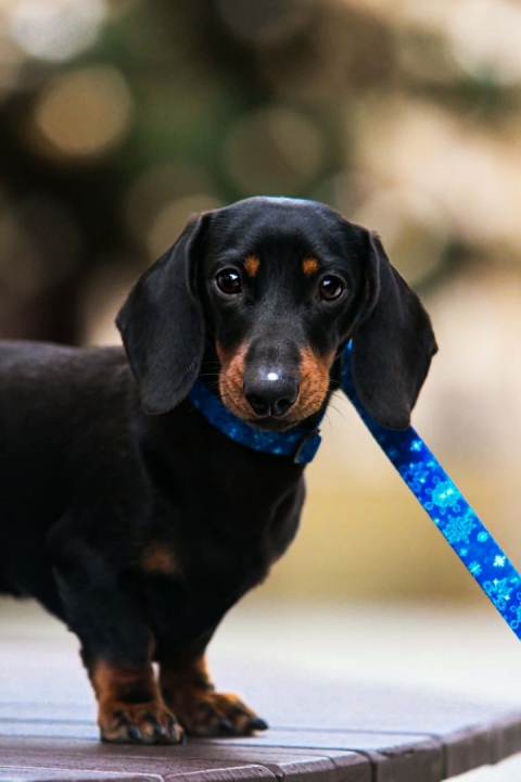 Obroża ,,Śnieżynki'' szer.taśmy 2cm