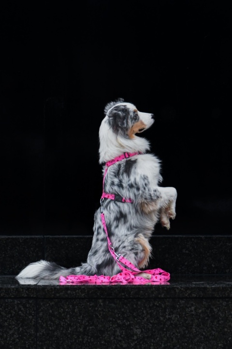 Smycz przepinana ,,Misiowasłodycz'' szer.taśmy1,5cm