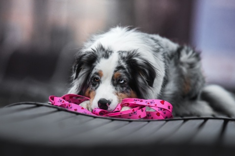 Smycz przepinana ,,Misiowasłodycz'' szer.taśmy2,5cm