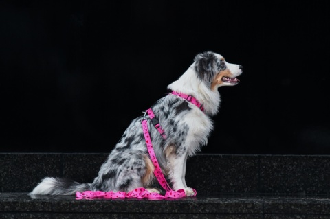 Smycz przepinana ,,Misiowasłodycz'' szer.taśmy2,5cm