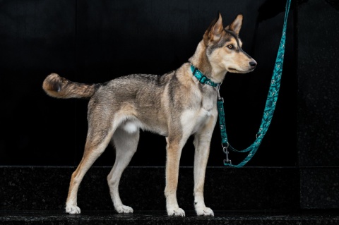 Smycz przepinana ,,Pandy'' szer.taśmy 2cm