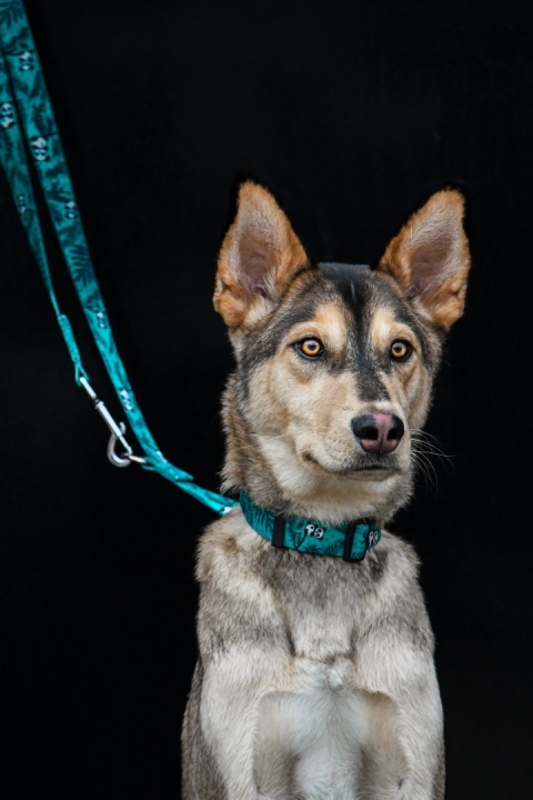 Smycz przepinana ,,Pandy" szer.taśmy2,5cm