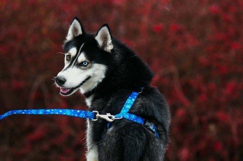 Smycz przepinana ,,Śnieżynki'' szer.taśmy 2cm