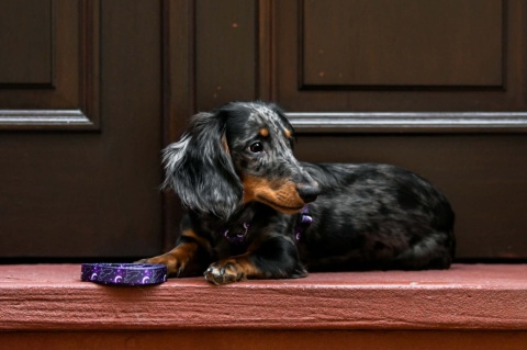 Smycz przepinana ,,Wilk pod księżycem'' szer.taśmy 2,5cm
