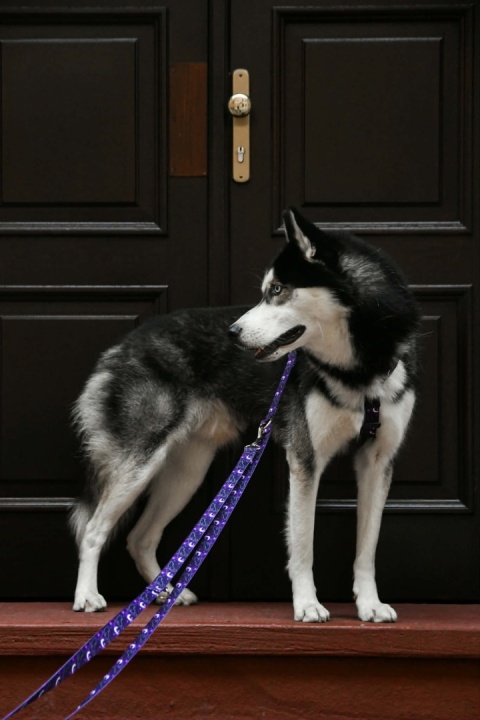 Smycz przepinana ,,Wilk pod księżycem'' szer.taśmy 2cm