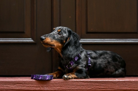 Smycz przepinana ,,Wilk pod księżycem'' szer.taśmy 1,5cm