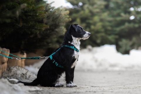 Szelki guard ,,Pandy" szer.taśmy 2cm