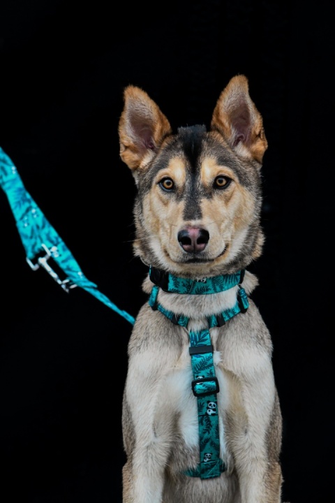 Szelki guard ,,Pandy" szer.taśmy 2cm