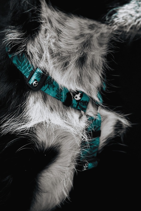 Szelki guard ,,Pandy" szer.taśmy 2cm