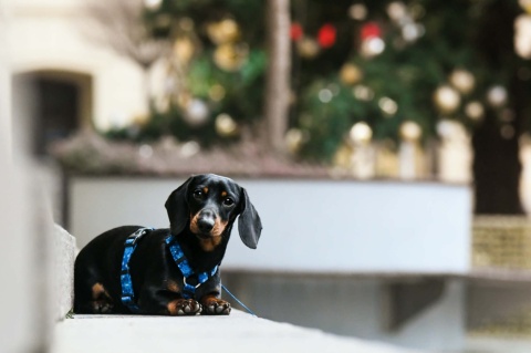 Szelki guard ,,Śnieżynki'' szer.taśmy 2,5cm