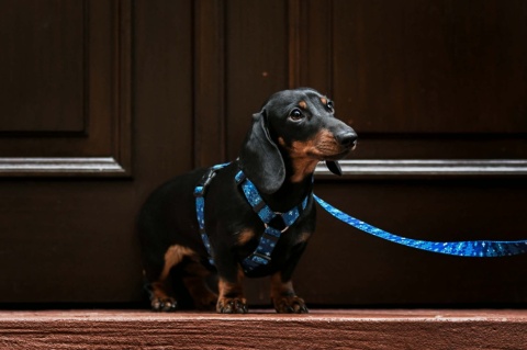 Szelki guard ,,Śnieżynki" szer.taśmy 1,5cm