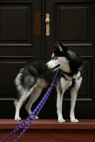 Szelki guard ,,Wilk pod księżycem'' szer.taśmy.2,5cm