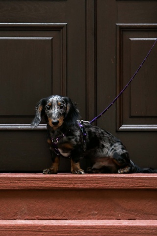 Szelki guard ,,Wilk pod księżycem'' szer.taśmy 2cm