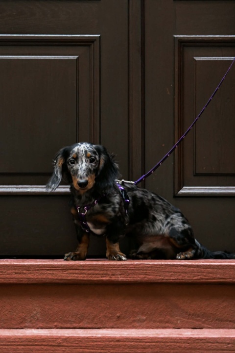 Szelki guard ,,Wilk pod księżycem'' szer.taśmy1,5cm