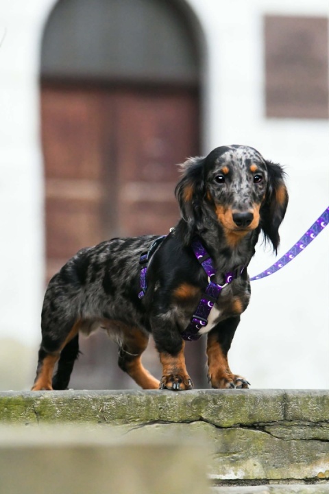 Szelki guard ,,Wilk pod księżycem'' szer.taśmy1,5cm